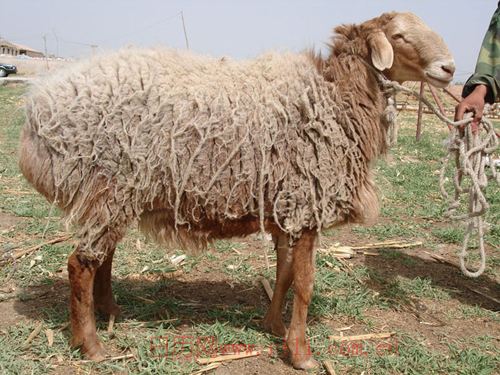 羊的属相是几几年出生的(羊的属相是哪一年出生的)