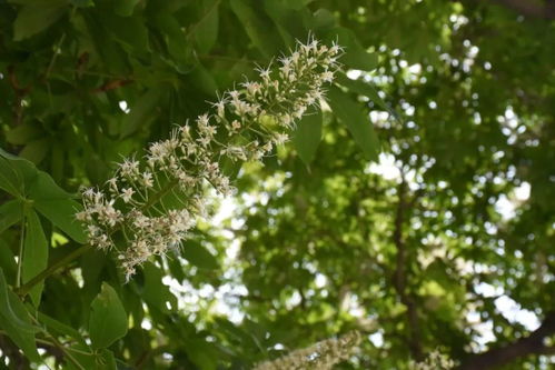 罕见300年菩提古树开花 北京市内仅此一株