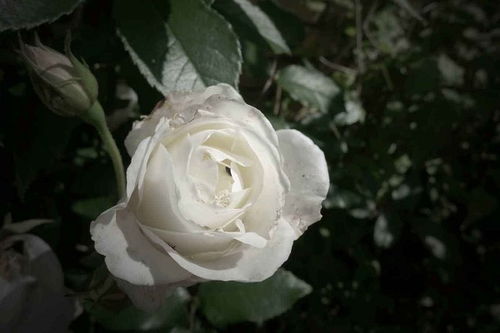 白玫瑰不能随便送人