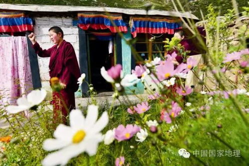 在西藏 看上去美好的花,都可以叫格桑花