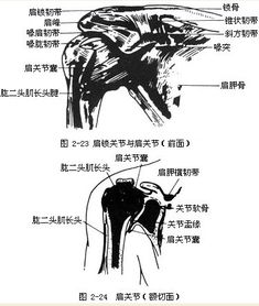 身体各个部位名称图片 搞吗二七