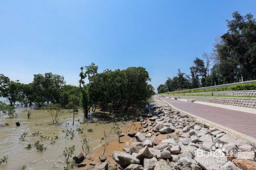 深圳西湾红树林公园停车过夜会怎么样(红树林西湾公园免费停车场)