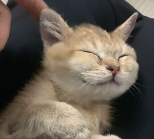 救了一只很丑的小橘猫,养了一个月,才发现它是名贵的金渐层