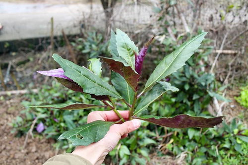 农村特色的山野菜,一年四季生长旺盛,农民起名为 猪血 蔬菜