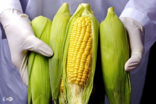 14排16排的玉米是转基因 中国玉米全是转基因