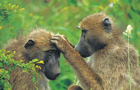 BBC记录片美丽中国之龙之疆域 锦绣华南40 猴子相互梳理毛发 视频 MP3