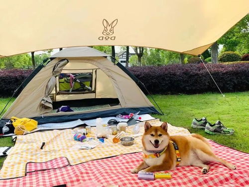 为了去露营,我给狗买了一顶帐篷