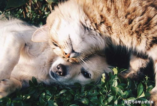 暗区突围猫天天玩偶几格(暗区突围强壮猫)