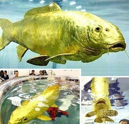 动物身上也有黄金 鱼身体居然含有24克拉纯金 
