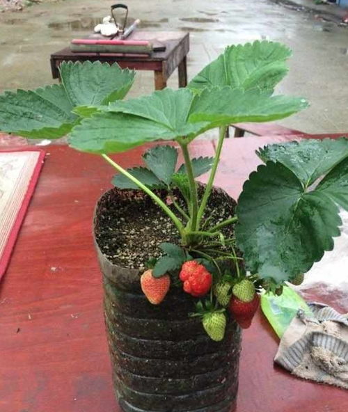 刮点草莓种,埋在土里长新芽,结果多,来年不用买,自己在家种 种子 土壤 可以将 