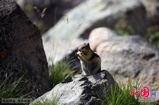 加拿大班夫国家公园内的可爱的地松鼠 