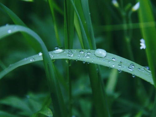 谷雨的寓意和象征幸福