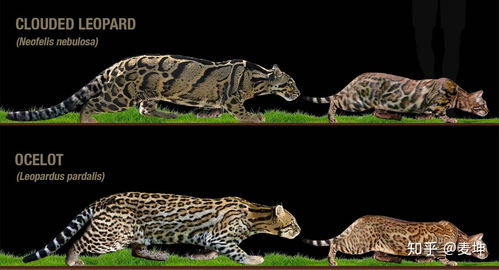 孟加拉豹猫品种是怎么诞生的 