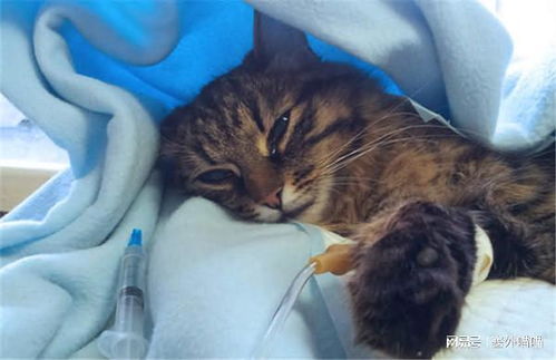 小猫被诊断出患有猫传腹 FIP 最新的FIP治疗方法是什么