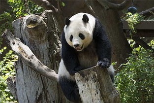 梦见大熊猫