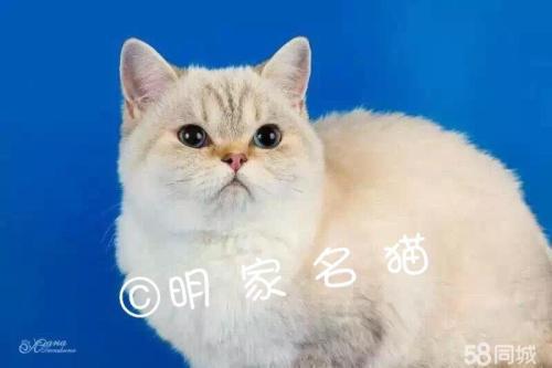 猫咪几个月算成猫