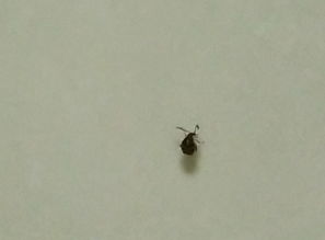 厨房天花板忽然出现很多小虫子,大家谁知道这是什么虫子 