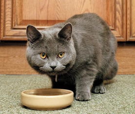 猫咪不吃东西是为什么 猫咪肠胃不适不吃东西