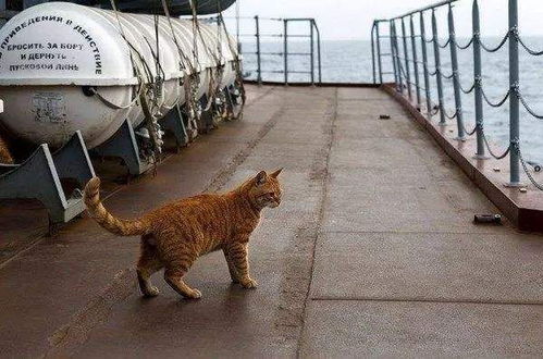 船上能不能养猫养狗 官方回复来了
