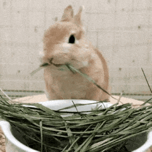 兔以食为天 兔兔日常吃什么好