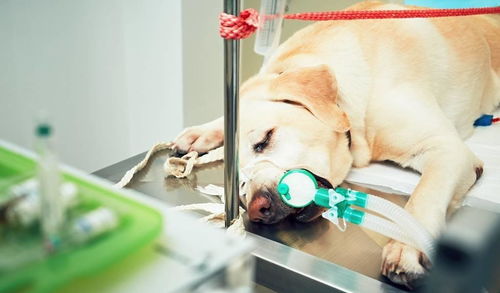 最容易患上癌症的六种狗狗,这需要主人更多地查看它们的健康情况