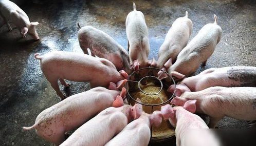 养猪越来越难了,坏消息一个接一个,养猪户该怎么办