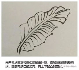 视频教程丨国画写意小教程,芭蕉的画法