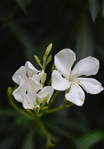 院长经常不在办公室 花落伴花途卫老