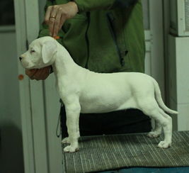 哪里有纯种杜高狗狗卖 顶级杜高幼犬三个月 猎犬之王