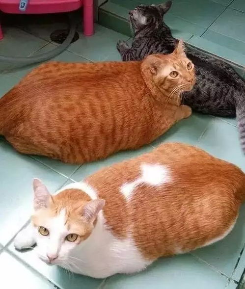 网友养了3只猫咪 没有对比就没有伤害 