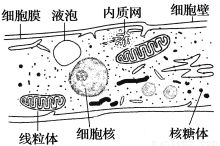 蛋白质和核酸广泛存在生物界中，其中蛋白质的多含氮元素含量比较恒定约16%；