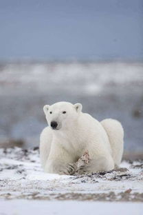 加拿大北极熊完全探秘手册