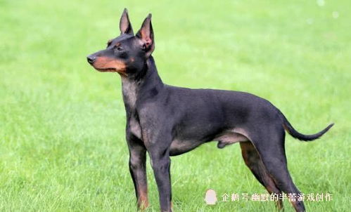 杜宾犬和迷你杜宾犬,谁是最适合你的宠物伴侣 