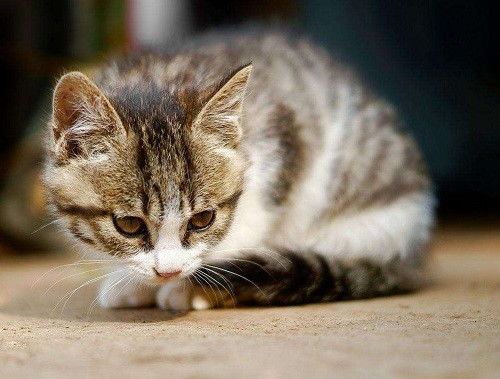 肾衰竭猫咪能活几年