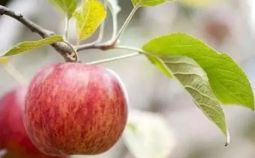 心理测试 哪个红苹果最脆甜 测试你春节期间会撞上什么好运