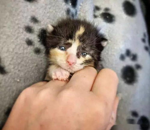 出生3天的小猫被小男孩捡到,送给店老板喂养,3周后真是萌翻了