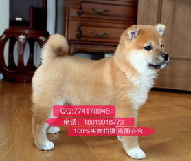 在潍坊哪里能买到纯种健康的秋田犬