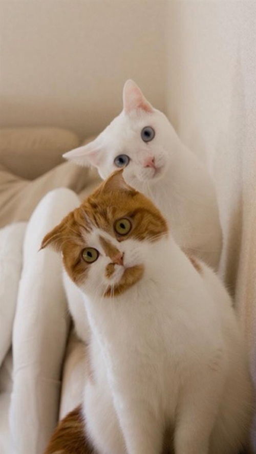 图 成都超可爱特价蓝白 矮脚猫 暹罗猫 短毛 成都宠物猫 