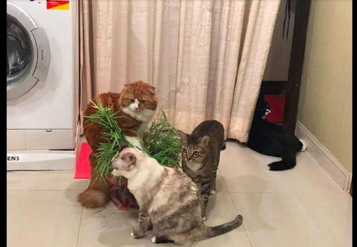 刚买回来的盆栽,就被家里的猫咪给压平了,猫 家里有草坪了