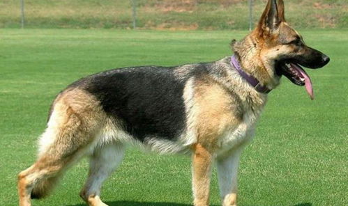源自中国的四大狼犬 第三种被称为狼犬代表,第四种听名字就威武