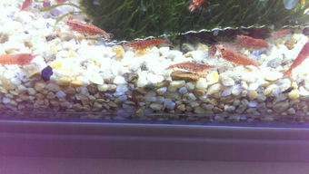 樱花虾怎么养,樱花虾怎么养才能爆缸