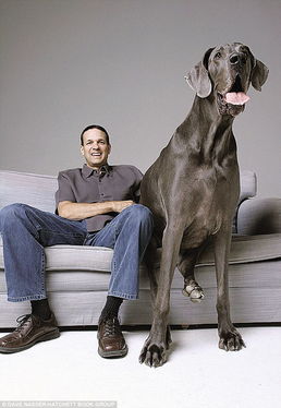 全世界最高大的狗在美国去世 站立高度达2.2米 高清组图 