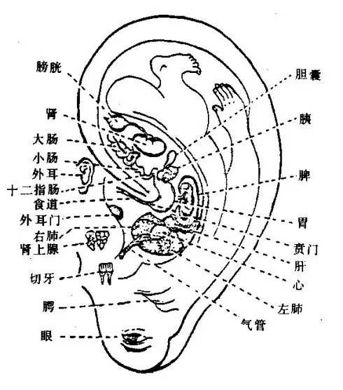 耳朵的样子真的能暴露健康隐私 