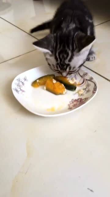 穷人家的猫咪只吃素,我家小猫就只喜欢吃南瓜 