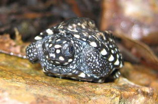斑点池龟能长多大
