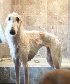 网友养了一只苏俄猎狼犬,号称脸最长的狗,拍照都装不下 