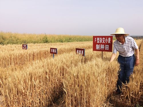 夏粮少收千万吨 粮食危机要来了 要不要提前备粮 解答来了