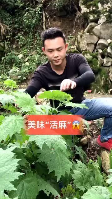 在农村 到处都是野菜野味 不用担心没菜吃 