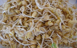 黄豆芽的营养价值 吃黄豆芽的好处 食材 