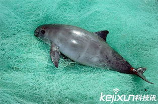 世界上最珍贵的稀有动物 小头鼠海豚正在濒临灭绝